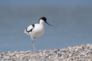 Säbelschnäbler, Pied avocet, Recurvirostra avosetta