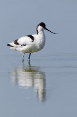 Säbelschnäbler, Pied avocet, Recurvirostra avosetta