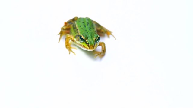 Frog on a white