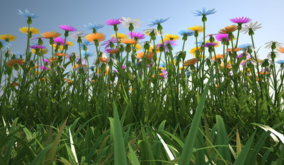 Flowers of different colors, in a grass field.