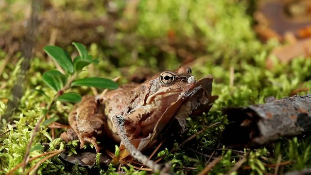 wood frog sitting in the grass
