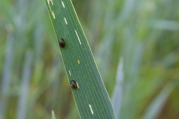 Skrzypionki © Andrzej