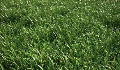Grass meadow, close view.