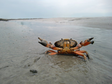 Drohende Strandkrabbe im Watt