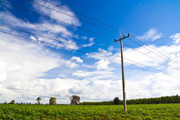 Obraz premium Cassava or manioc plant field with power post