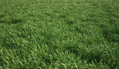 A very green and fresh looking grass field, bird eye view.