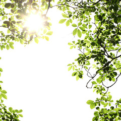 Obraz na płótnie Canvas leaf background with sun rays