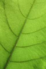 green leaf background