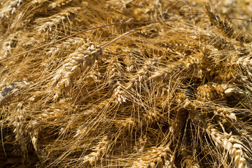 Ready wheat to make flour freshly harvested