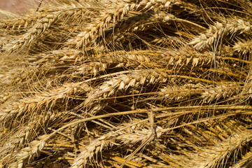 Ready wheat to make flour freshly harvested