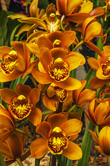 An orange cymbidium orchid.