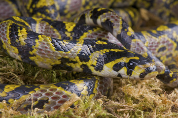 Fototapeta premium Mandarin ratsnake / Euprepiophis mandarinus
