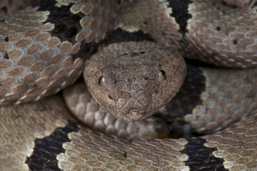 Banded rock rattlesnake / Crotalus lepidus klauberi