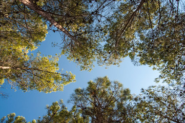 Fototapeta premium Pine forest tree