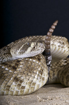 Diamondback rattlesnake / Crotalus atrox
