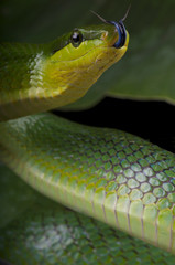Green ratsnake / Gonyosoma oxycephalum