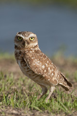 Burrowing owl