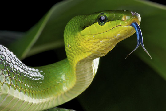Green ratsnake / Gonyosoma oxycephalum