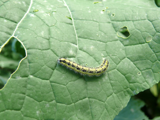 kohlweißling raupe