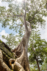 Big old tree in Ta Prohm Temple, Cambodia