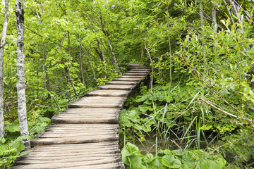 Timber walkway in forest in Plitvice, Croatia