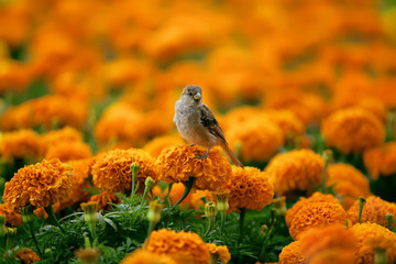 sparrow sits on flowers