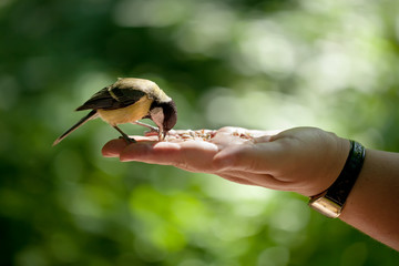 titmouse sits on a hand