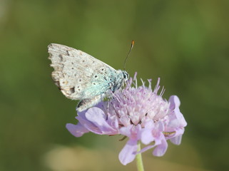 Bläuling auf Witwenblume