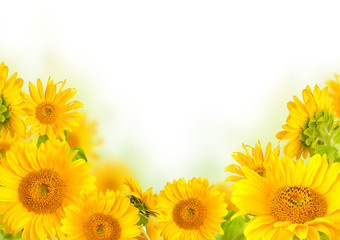 Naklejka premium Sunflowers 