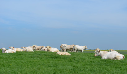 Fototapeta premium la sieste du troupeau de vaches