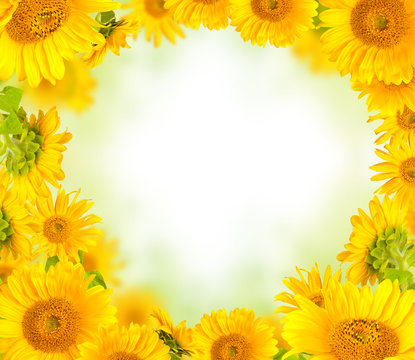 Sunflowers concept with free space for text
