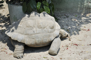 tartaruga gigante del nepal