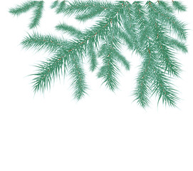Obraz premium spruce branches