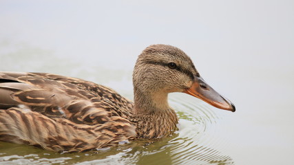 Ente-20651b1