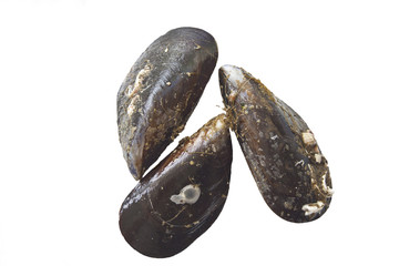 Mussels
