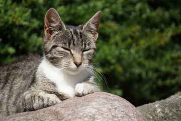 Ganz entspannt in der Mittagssonne