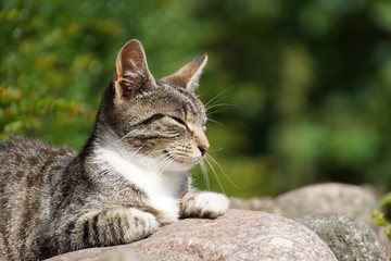 Kätzchen träge in der Mittagssonne