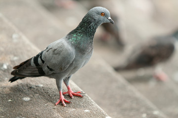 pigeon
