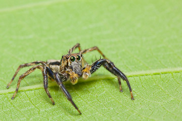 Close up of jumper spider