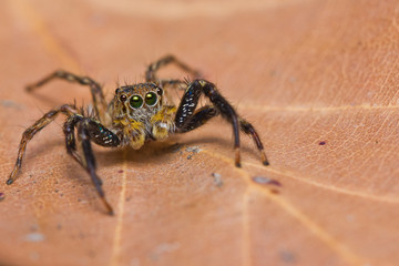 Close up of jumper spider