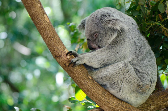 コアラの全身、横位置