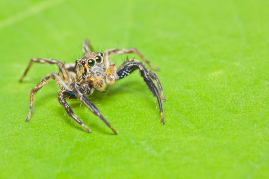 Close up of jumper spider