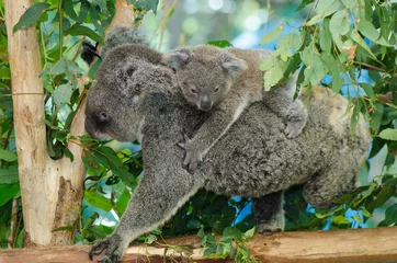 Photo sur Plexiglas Koala bébé koala 6 mois