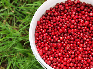 Cranberries in a bucket
