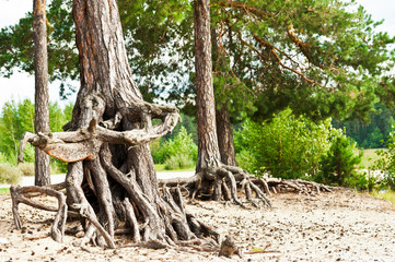 root system of trees
