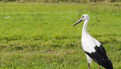 White stork on the meadow