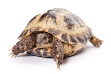 Schildkröte