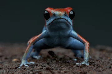 Photo sur Plexiglas Grenouille Dart frog / Oophaga sp