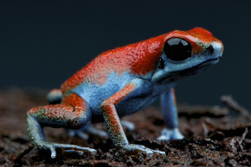 Blue dart frog / Oophaga sp
