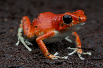 Strawberry dart frog / Oophaga pumilio